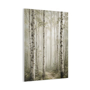 Soft Birch Forest Pathway Trees Wall Art & Canvas Print