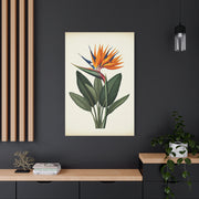 Tropical Bird of Paradise Illustration Wall Art & Canvas Prints