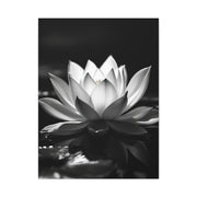 Serene Lotus Reflection Wall Art & Canvas Prints