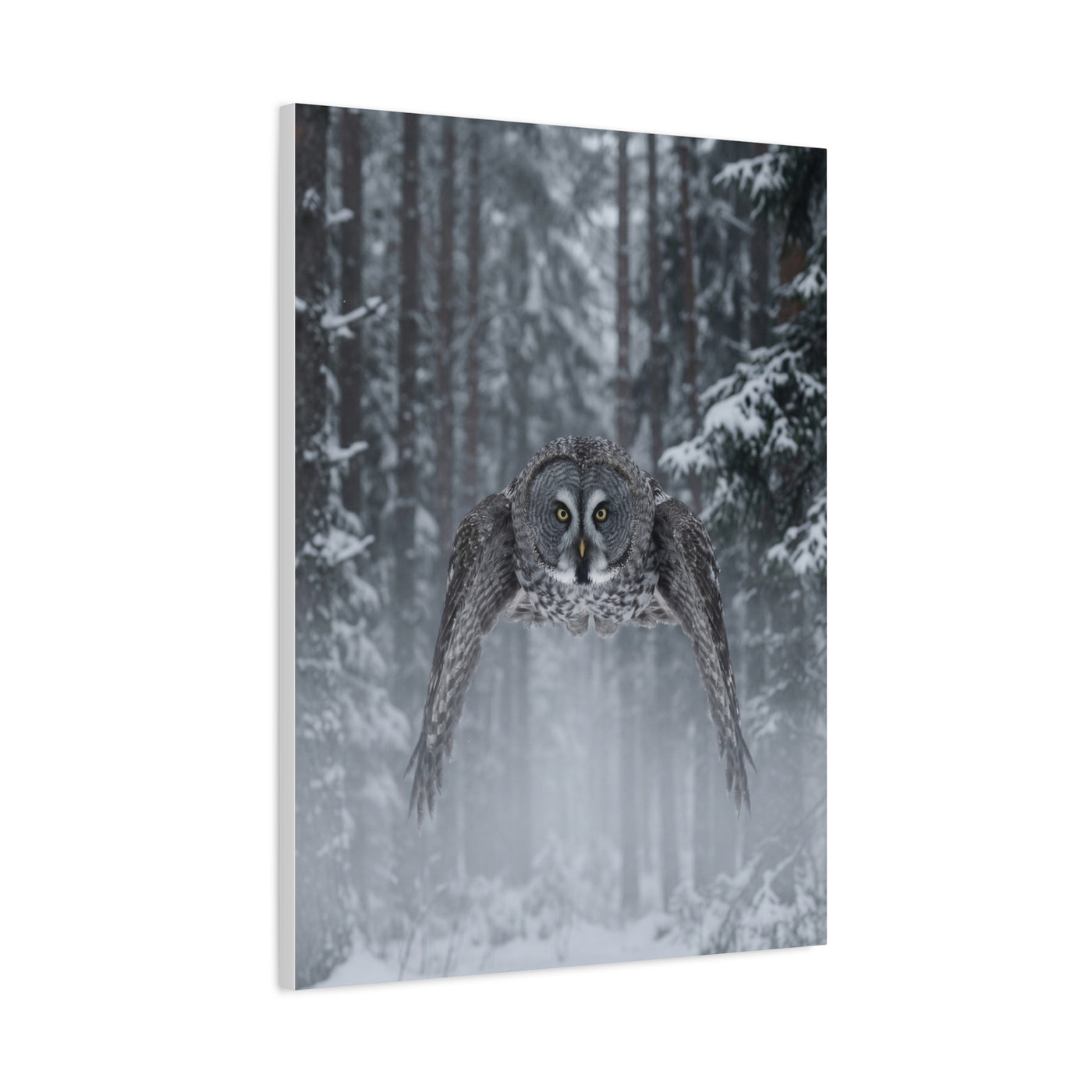Great Grey Owl Winter Flight Wall Art & Canvas Print