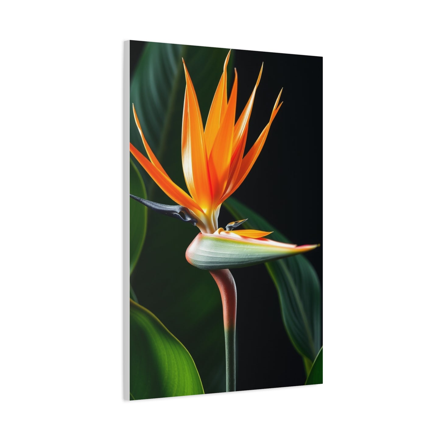 Supreme Bird of Paradise Plant Art Beautiful Collection Wall Art & Canvas Print