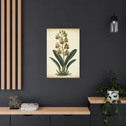 Vintage Wildflower Study Wall Art & Canvas Prints