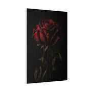 Dark Crimson Rose Still Life Wall Art & Canvas Print