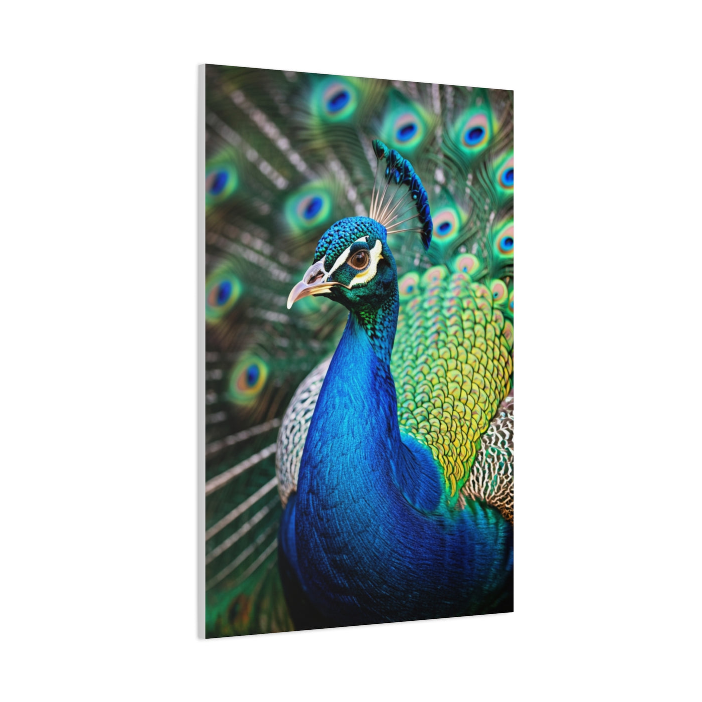 Vibrant Peacock Portrait Wall Art & Canvas Prints