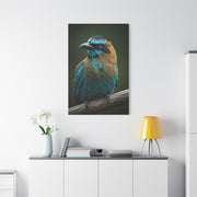 Turquoise-Browed Motmot Wall Art & Canvas Prints