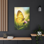 Golden Light Butterfly Close-Up Wall Art & Canvas Prints