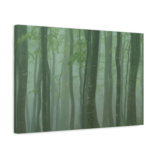 Trees Of Tropical Rain Forest Wall Art & Canvas Prints