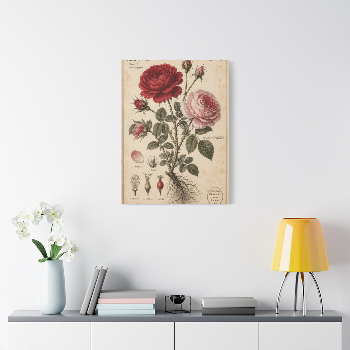 Victorian Rose Botanical Study Wall Art & Canvas Print