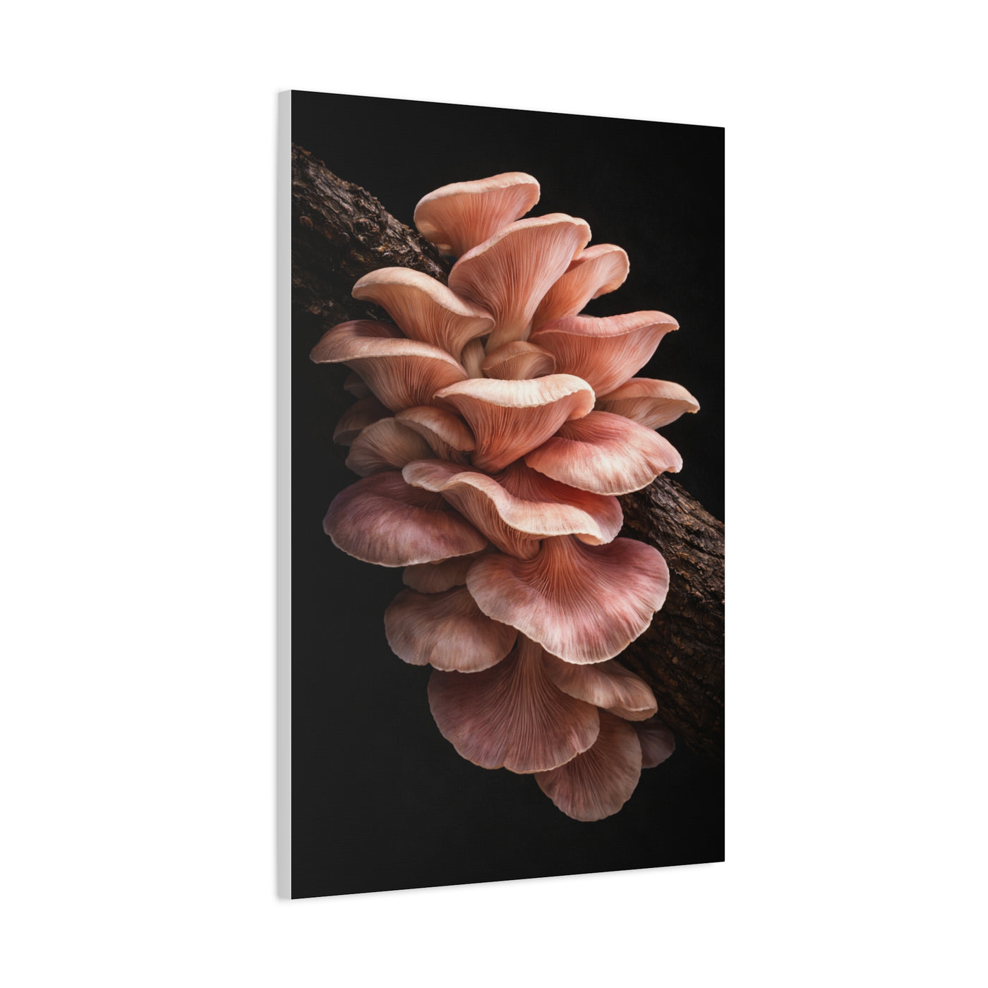 Blush Pink Oyster Mushroom Macro Study Wall Art & Canvas Print
