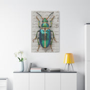 Emerald Beetle Natural History Wall Art & Canvas Print