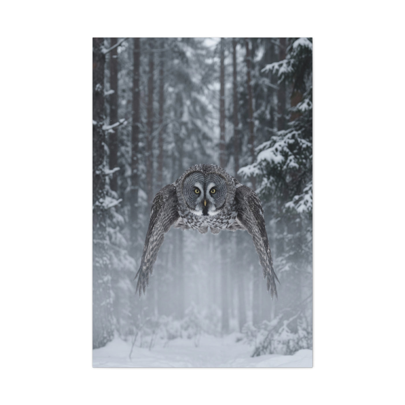 Great Grey Owl Winter Flight Wall Art & Canvas Print