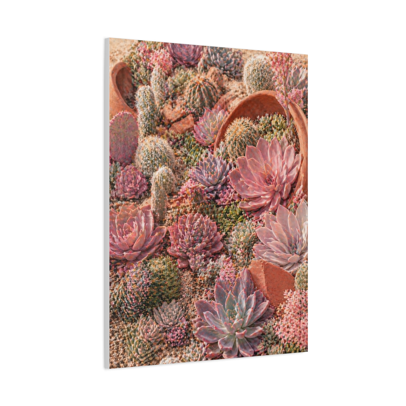Pink Succulent Garden Wall Art & Canvas Print