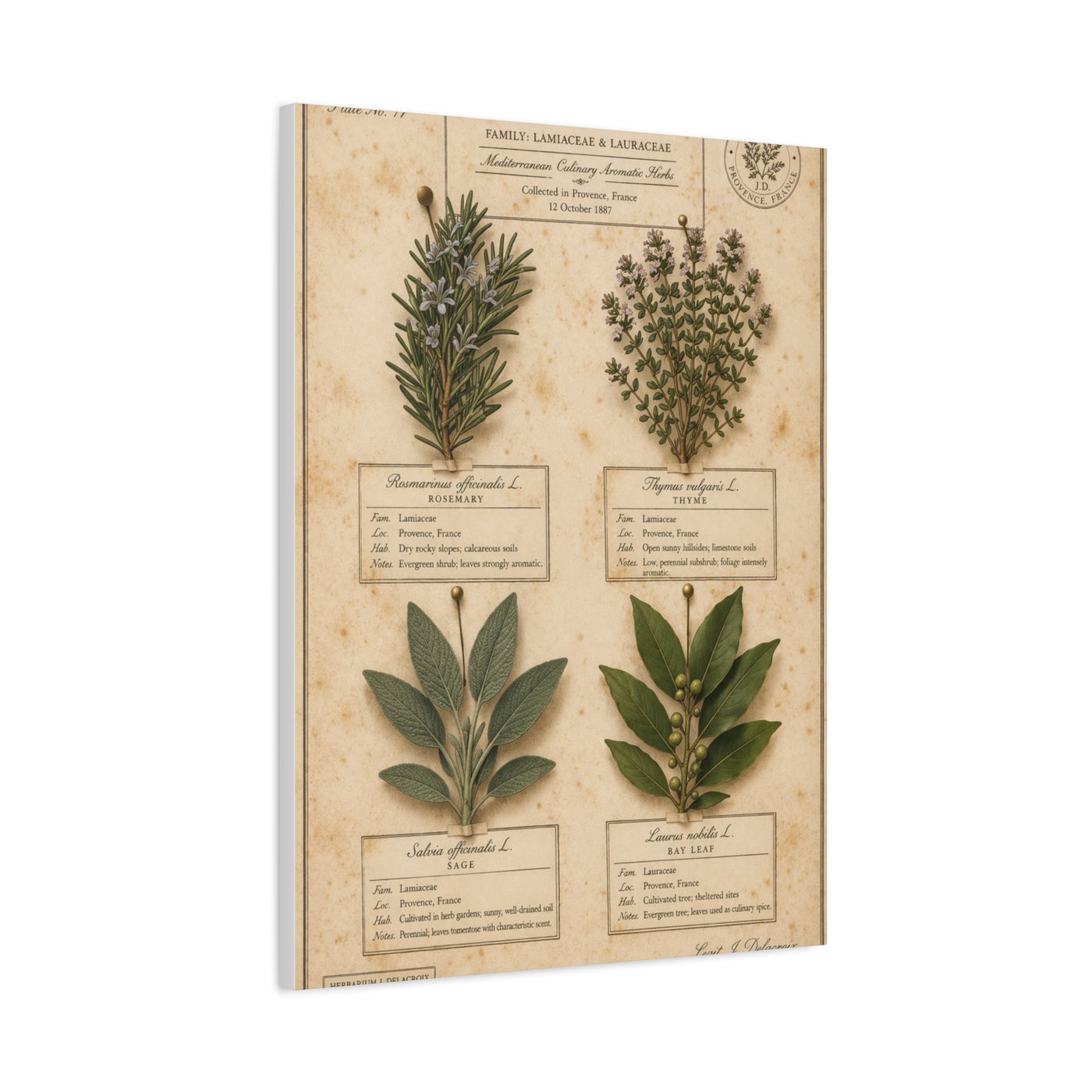 Vintage Herbarium Culinary Study Wall Art & Canvas Print