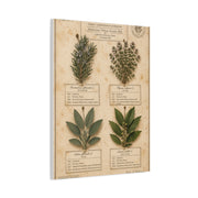 Vintage Herbarium Culinary Study Wall Art & Canvas Print