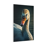 Serene Swan Reflection Wall Art & Canvas Prints