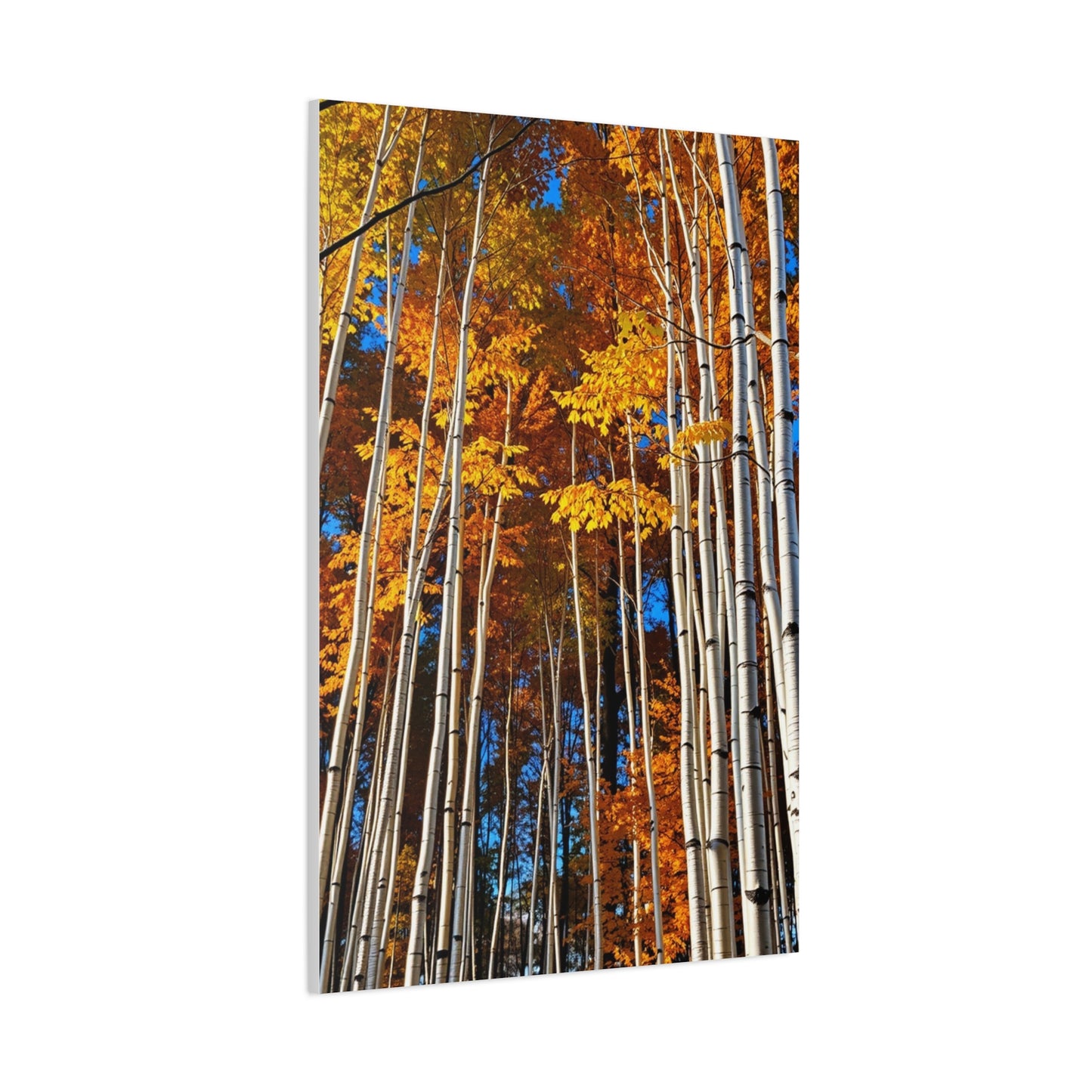 Aspen Tree Art Supreme Gallery Wall Art & Canvas Print