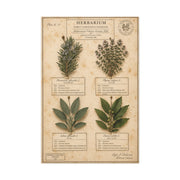 Vintage Herbarium Culinary Study Wall Art & Canvas Print