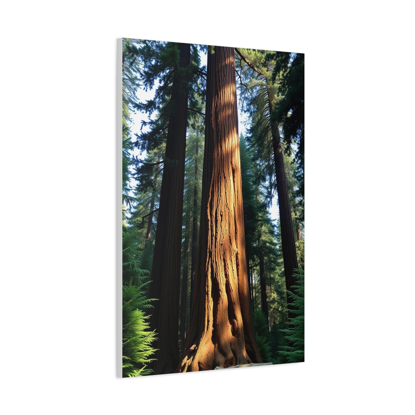 Supreme Redwood Tree Art Beautiful Collection Wall Art & Canvas Print