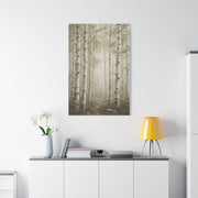 Light Birch Woodland Minimal Landscape Trees Wall Art & Canvas Print