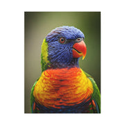 Vibrant Rainbow Lorikeet Wall Art & Canvas Prints