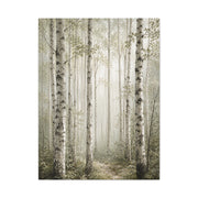 Soft Birch Forest Pathway Trees Wall Art & Canvas Print