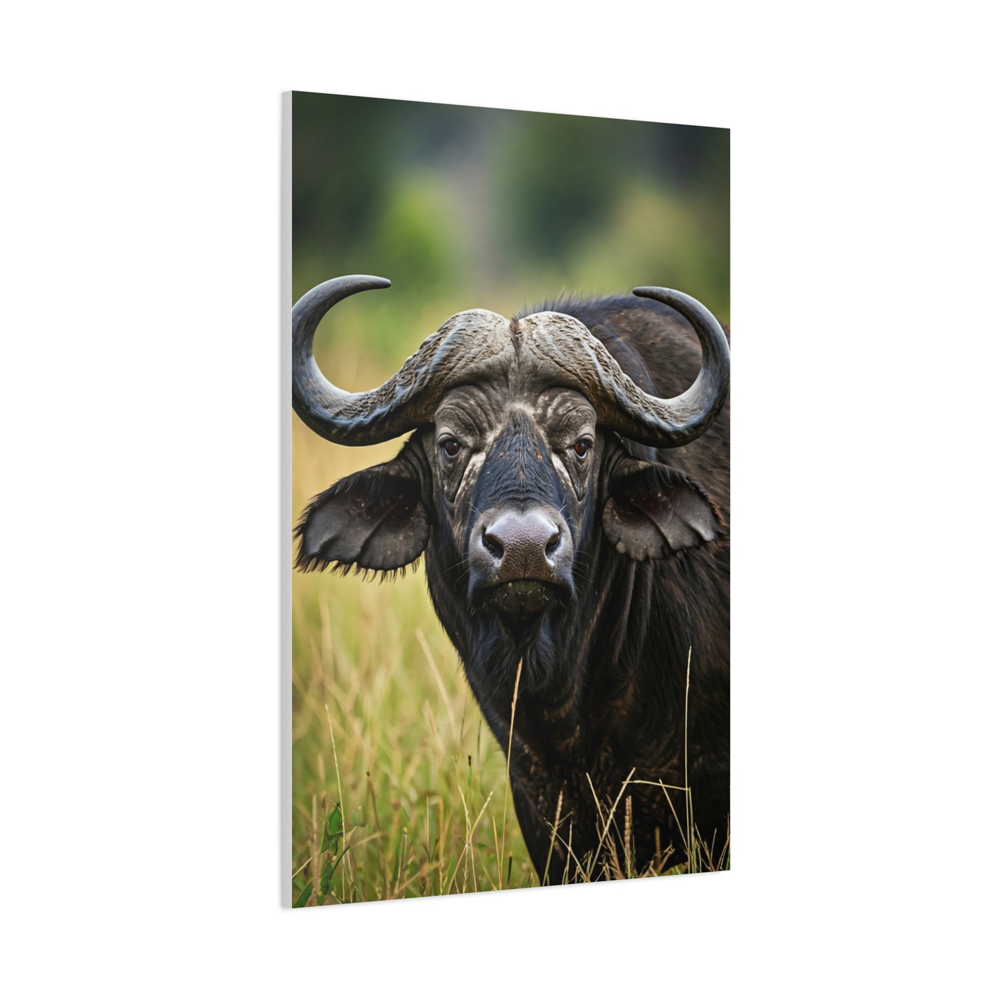 Cape Buffalo in Savannah Grassland Portrait Wall Art & Canvas Print