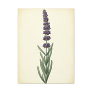Lavender Stem Illustration Wall Art & Canvas Prints
