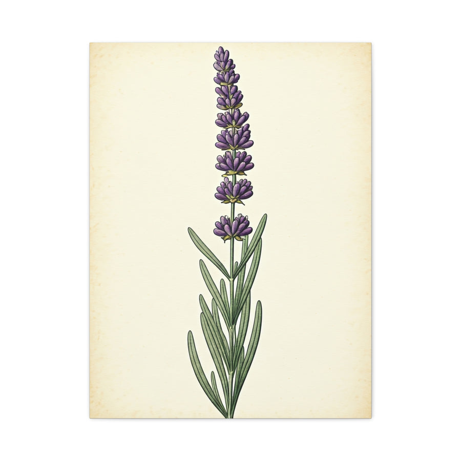 Lavender Stem Illustration Wall Art & Canvas Prints