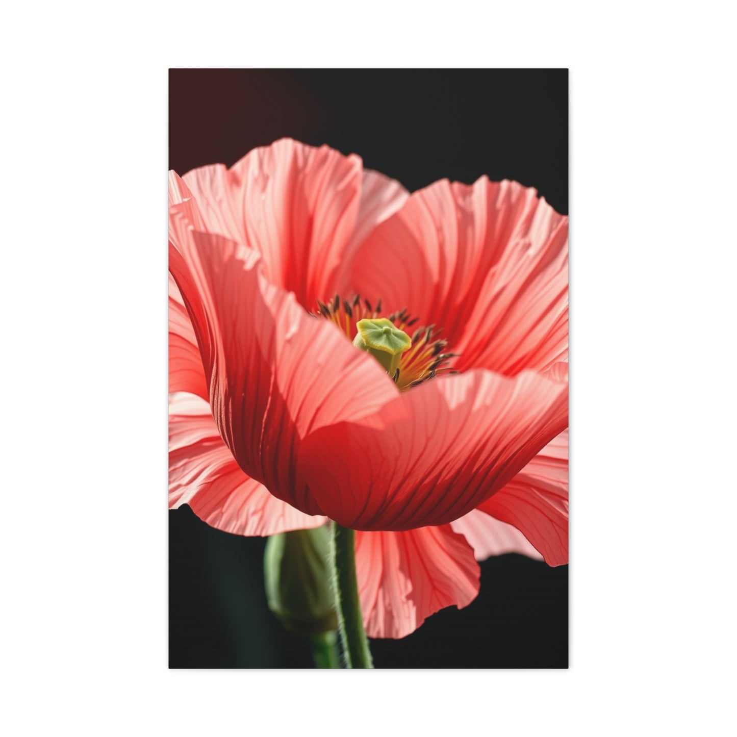 Supreme Poppy Flower Art Beautiful Collection Wall Art & Canvas Print