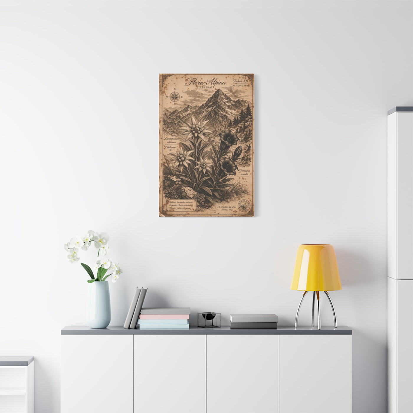 Antique Alpine Flora Engraving Wall Art & Canvas Print