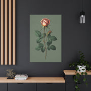 Vintage Rose Study Illustration Wall Art & Canvas Prints