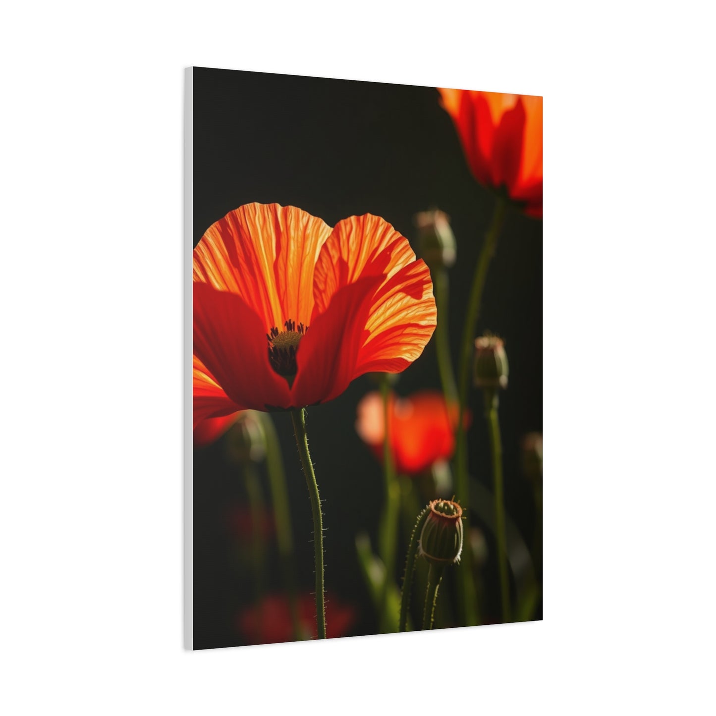 Poppy Flower Art Luxury Canvas Wall Art & Canvas Print