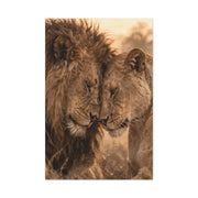 Lion and Lioness Intimate Bond Wall Art & Canvas Print