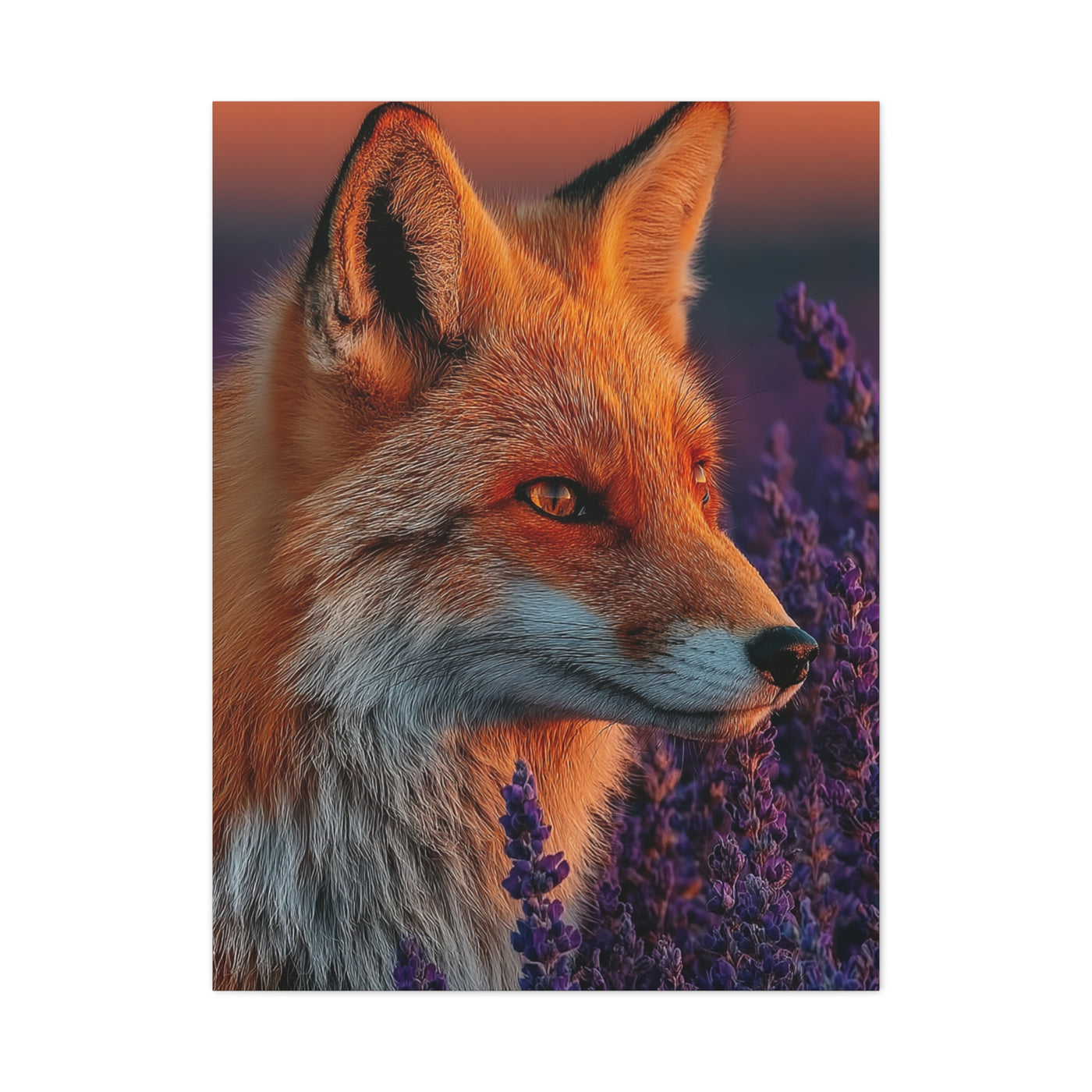 Lavender Field Fox Sunrise Wall Art & Canvas Print