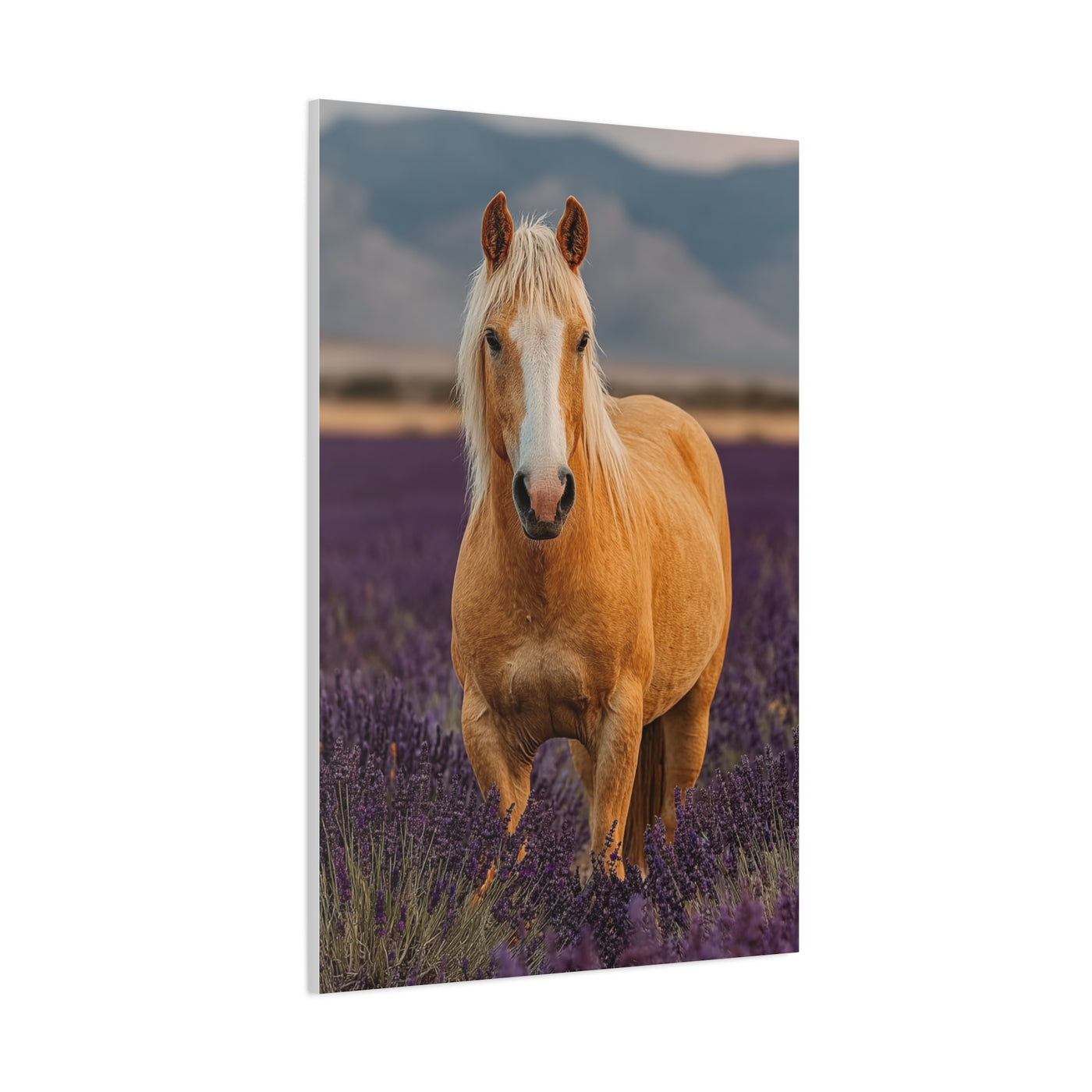 Palomino in Lavender Field Wall Art & Canvas Print