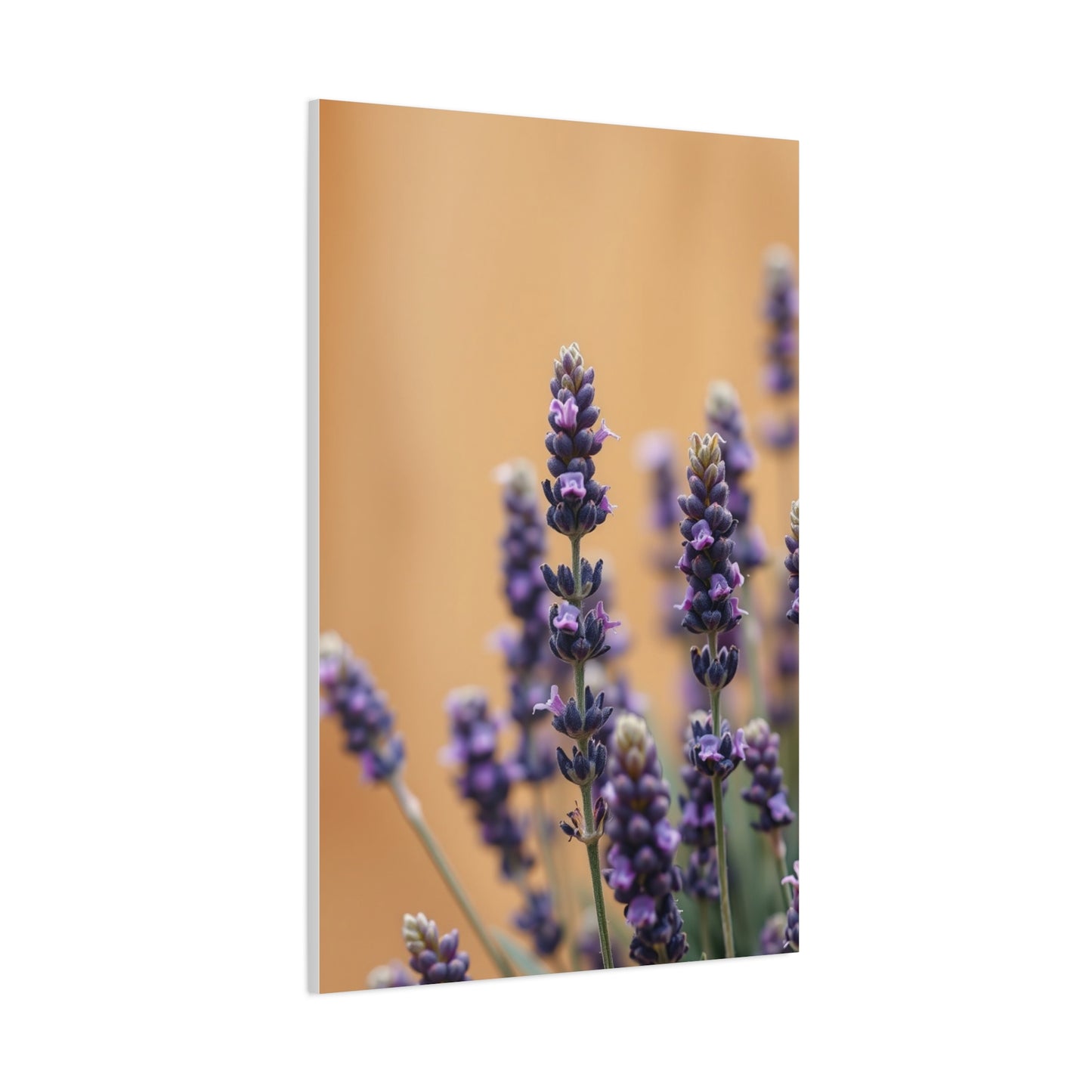 Masterpiece Lavender Herb Art Vision Wall Art & Canvas Print