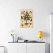 Vintage Magnolia Botanical Study Trees Wall Art & Canvas Print