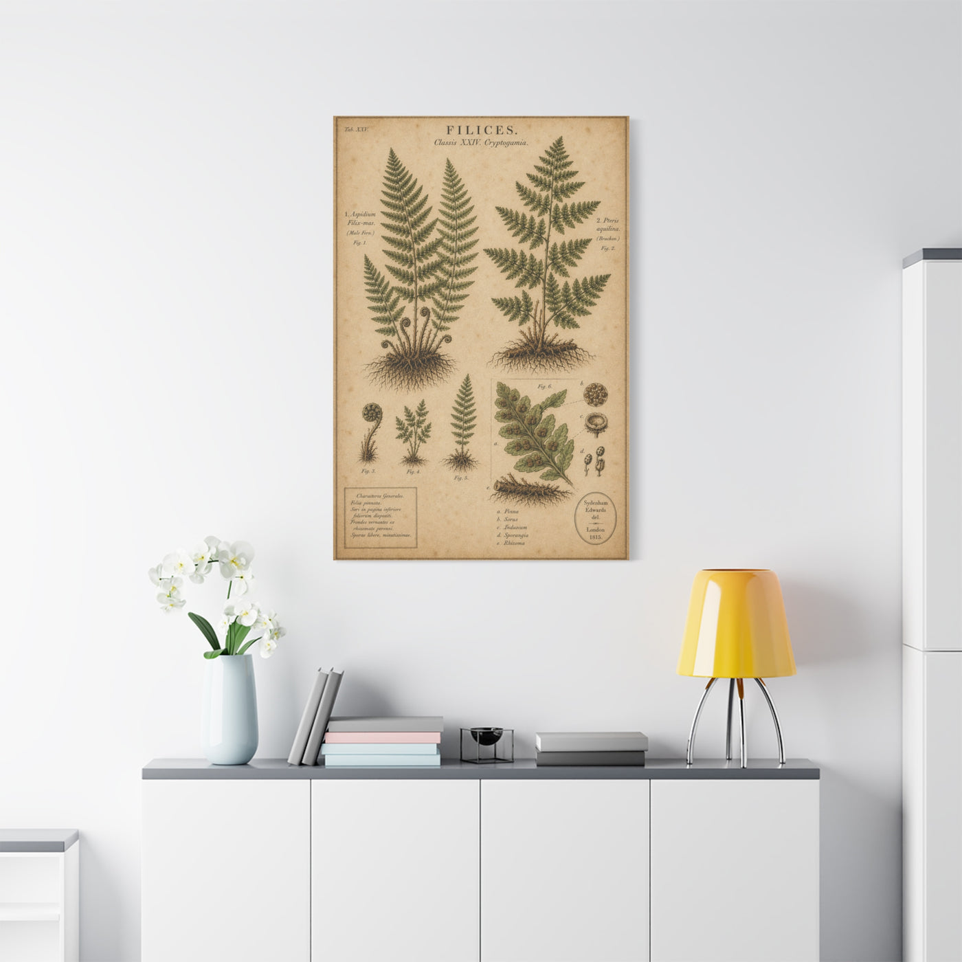 Antique Fern Herbarium Plate Wall Art & Canvas Print