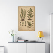 Antique Fern Herbarium Plate Wall Art & Canvas Print