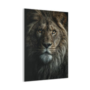 Lion Close Portrait Intense Gaze Wall Art & Canvas Print