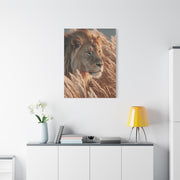 Lion in Golden Grass Calm Watch Wall Art & Canvas Print