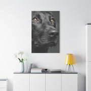Black Labrador Fine Art Close-Up Wall Art & Canvas Print