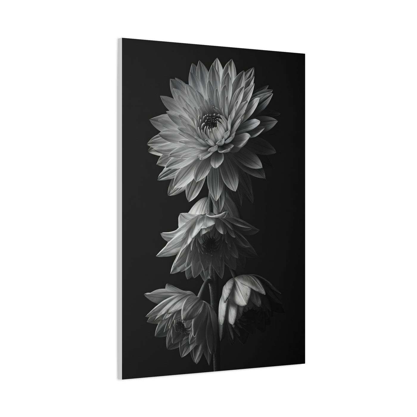 Vertical Dahlia Stem Composition Wall Art & Canvas Prints
