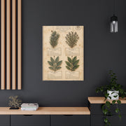 Vintage Herbarium Culinary Study Wall Art & Canvas Print