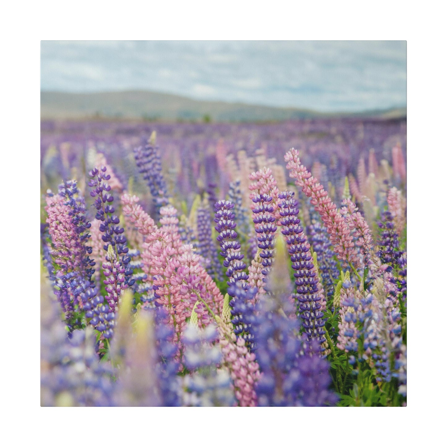 Lavender Flower Wall Art and Canvas Prints