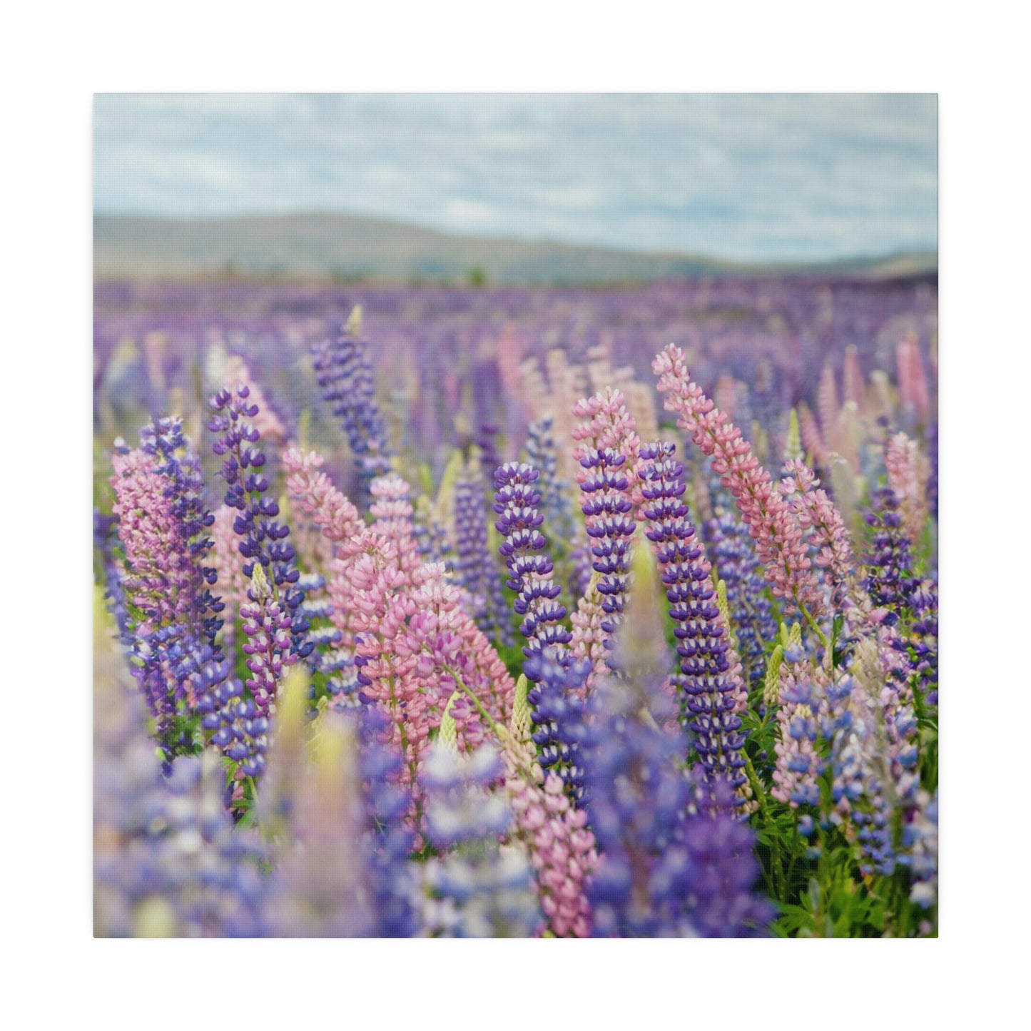 Lavender Flower Wall Art and Canvas Prints