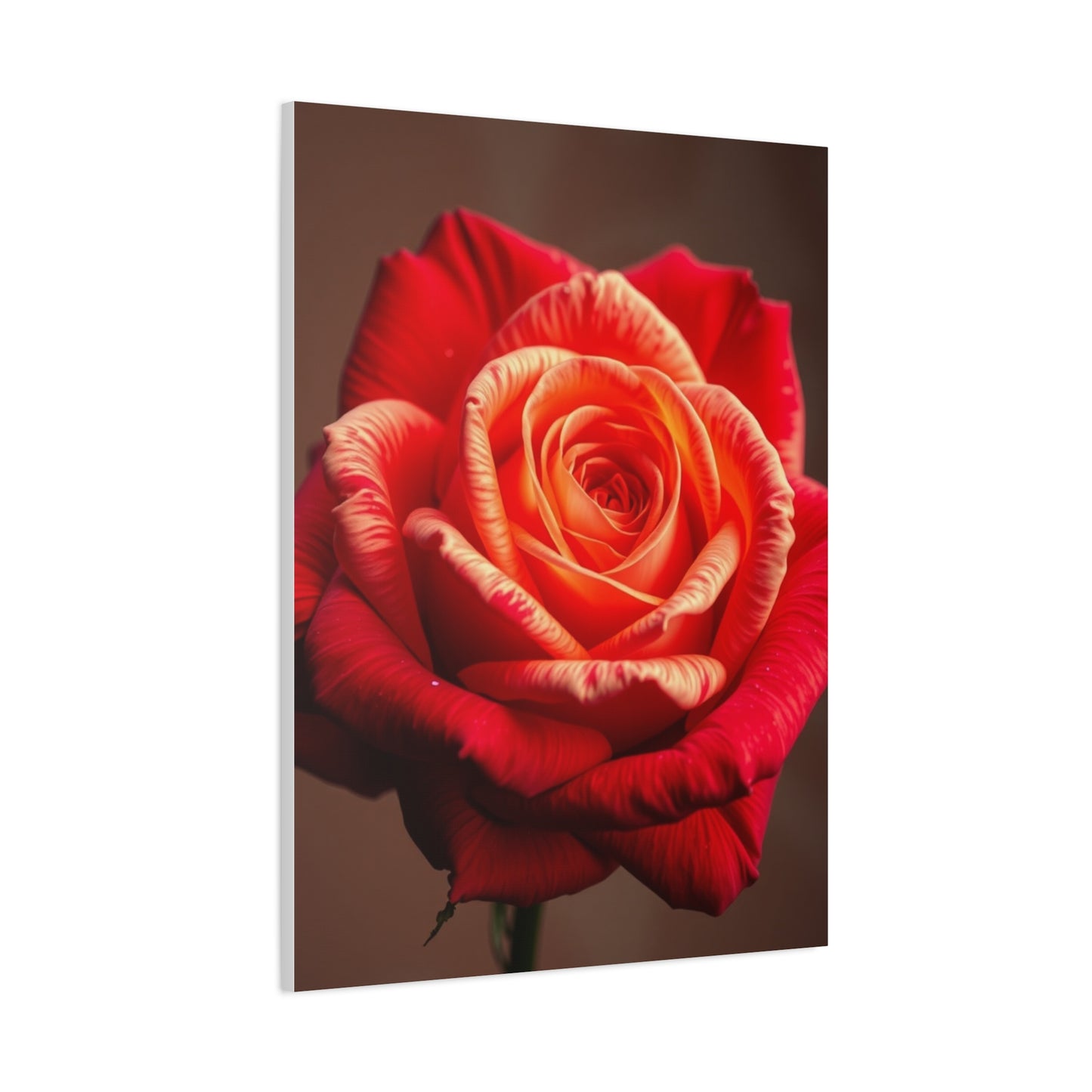 Supreme Rose Flower Art Beautiful Collection Wall Art & Canvas Print
