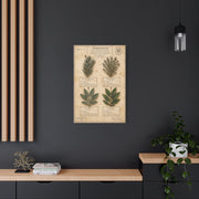 Vintage Herbarium Culinary Study Wall Art & Canvas Print