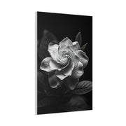 Timeless Garden Rose Portrait Wall Art & Canvas Prints