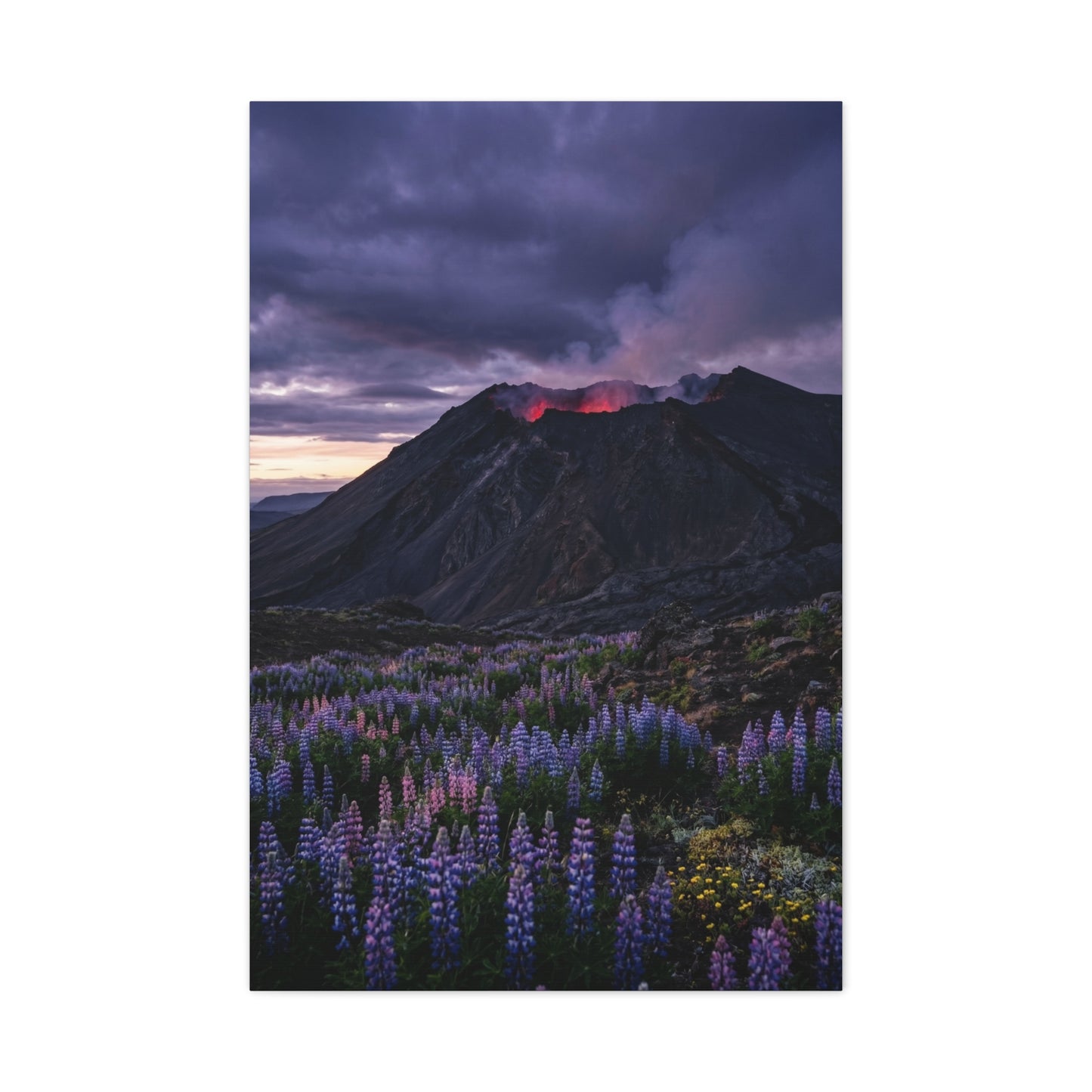 Volcanic Twilight & Wild Lupines Wall Art & Canvas Print